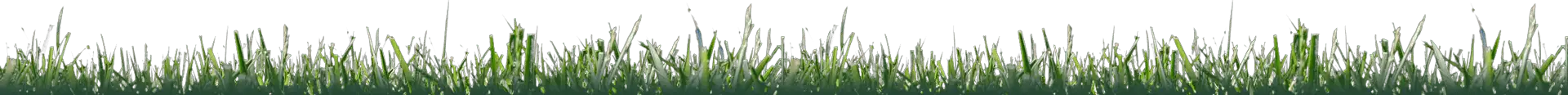 grass